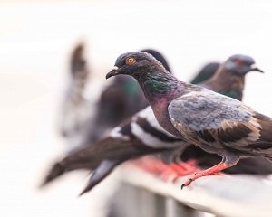 Google Pigeon Set To Overhaul Local Search